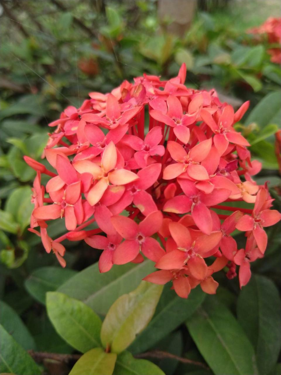 Chaiti Eco Homestay- Santiniketan בולפור מראה חיצוני תמונה