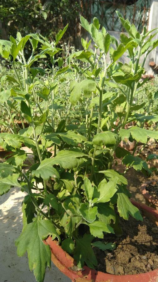 Chaiti Eco Homestay- Santiniketan בולפור מראה חיצוני תמונה