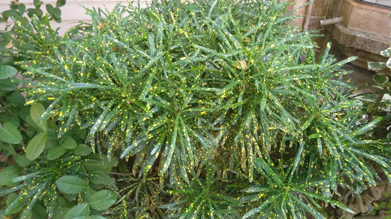 Chaiti Eco Homestay- Santiniketan בולפור מראה חיצוני תמונה