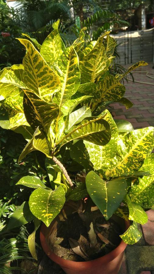 Chaiti Eco Homestay- Santiniketan בולפור מראה חיצוני תמונה